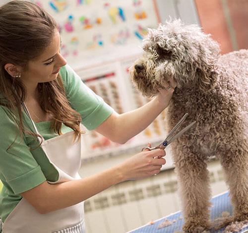 Grooming Visit