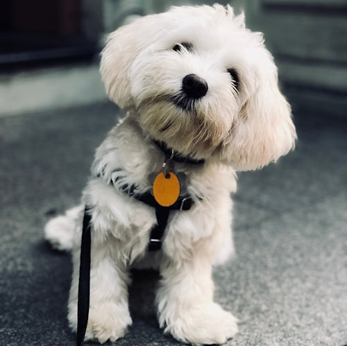 Dog Training