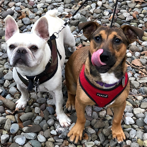 Dog Walking