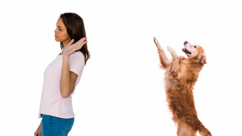How to eliminate problematic dog behaviors like jumping up to say hello.