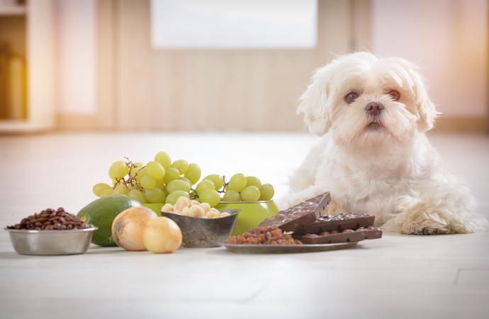 What household items pose a toxic threat to our pets?